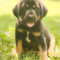 Moose