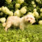 Cream Puff