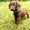 Hercules*