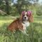 Duchess