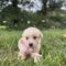 Thora