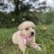 Thora