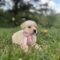 Thora