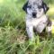 Emmylou