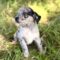 Emmylou