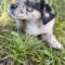 Emmylou