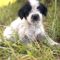 Waylon