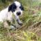 Waylon